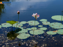 В Волгоградской области 17 августа сохранится изнуряющая жара