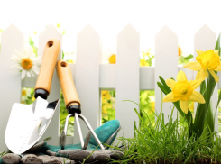 Волгоградским дачникам запретили «позу страуса»