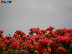 Синоптики рассказали, какая погода будет в последние дни лета в Волгограде