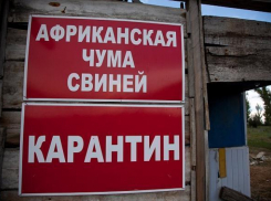 На зараженном бруцеллезом острове Сарпинском обнаружили чуму свиней