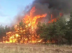 Спасатели 8 часов тушили крупный пожар в лесу под Волгоградом