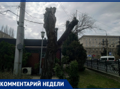 «А что вы вообще можете?»: волгоградцы потребовали очистить город от сорняков в человеческий рост