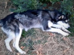 В Волгограде неизвестные застрелили породистого хаски: волонтеры ищут очевидцев