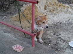 Жительница Волгограда бросила стаффа, привязав его к трамвайной остановке