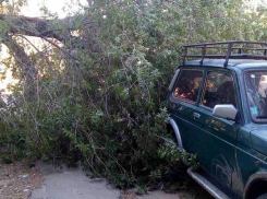 В Волгограде рухнувший вяз едва не похоронил под собой внедорожник