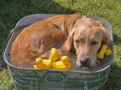 Жара до +41ºС не оставляет волгоградцев в последний рабочий день недели