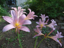 В Волгограде расцвели цветы востока