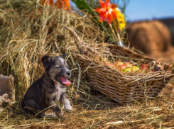 Волгоградцам подарят щенков и котят