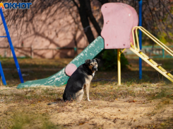 Большинство волгоградцев выступили против кормления собак на улицах