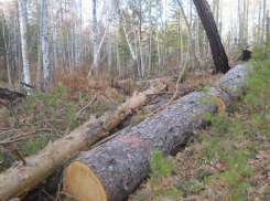 Под Волгоградом мужчина вырубил сосны на 300 тысяч, чтобы построить дом