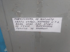 В воровстве одноразовой посуды у бездомных котов заподозрили волгоградцев