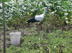 Брошенный сородичами и не умеющий летать аистенок обрел новых родителей в Волгоградской области 