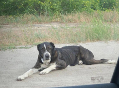 Замученный и брошенный в центре Волгограда породистый алабай переехал жить в Нововосибирск