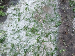 В Волгоградской области градом уничтожило урожай: видео