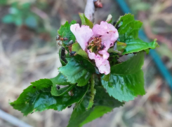 Черешня зацвела в октябре у волгоградского дачника