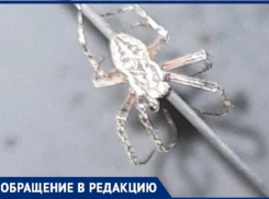 Пятиэтажку в Волгограде заполонили серые пауки