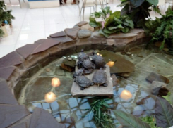 В «Киндер Молле» в Волгограде от холода в пруду погибают черепашки 