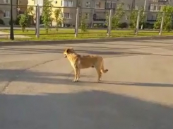 Бездомные псы оккупировали территорию детского сада на западе Волгограда