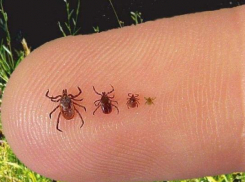  Первый случай заражения конго-крымской лихорадки зарегистрирован в Волгоградской области 