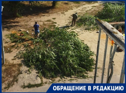 Мэрия Волгограда объяснилась за вырубку вязов в центре города