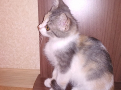 В Волжском дети разукрасили месячных котят лаком для ногтей 