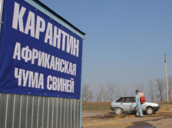 В Котово введен карантин из-за вспышки африканской чумы свиней 