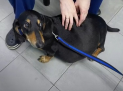 Опухоль весом 7 кг удалили у таксы в Волгограде