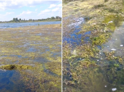 Полуметровым слоем водорослей покрылось Береславское водохранилище в Волгограде 