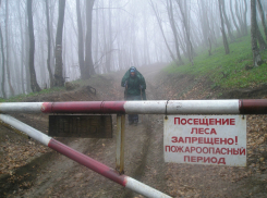В Волгоградской области запрещено посещать леса