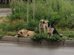 Нападение стаи бродячих собак попало на видео в Волгограде