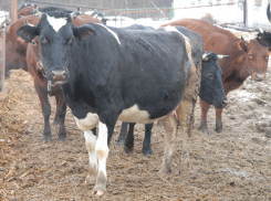  Отнявший коров у селян в поселке Степной коммерсант ответит в суде за самоуправство