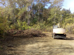 ФАС России рассмотрит законность контракта на вырубку дубов ради строительства дороги в Волгограде: закупка прекращена