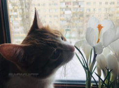 Весна начнет наступление на Волгоград 25 марта