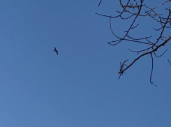 БПЛА-разведчик заподозрили в кружащем над центром Волгограда самолете 