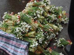 125 первоцветов конфисковали у продавцов на улицах Волгограда