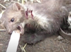 Волгоградский губернатор ввёл карантин по бешенству из-за нападения куницы на мужчину