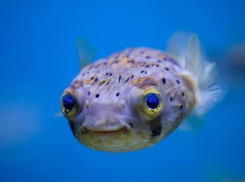 Волгоградские разработчики  корма для рыб хотят получить полмиллиона рублей из бюджета