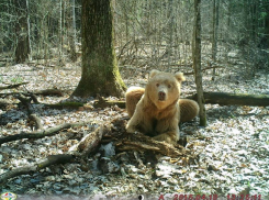 Волгоградка выбрала лучшее имя для редкого медведя из Брянска