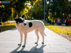 Бродячая собака укусила 6-летнего ребенка в Волжском: мальчику колют уколы от бешенства