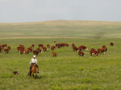Под Волгоградом пастух в костре сжег ревнивую пастушку