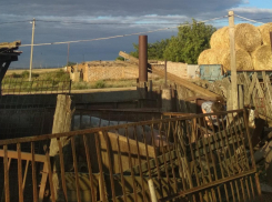 Очаг чумы выявили в 20 километрах от Волгограда