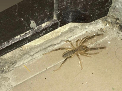 Хищное насекомое с трупным ядом замечено в Волгограде 