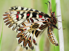 Невероятной красоты бабочка-поликсена вдохновляет волгоградцев на новогодние луки