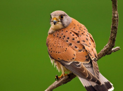 В Волгоградской области из-за компании «Газпром» погибли краснокнижные птицы