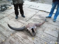 Сохранились даже зубы: тысячелетний череп бизона нашли в Волгограде