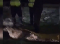 Волжанин, задержанный  с «подаренным» трупом в ковре, взят под стражу