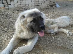 Спасатели Волгограда помогли собаке осовбодиться от цепи