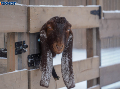Последний день января принесет в Волгоград мокрый снег и плюсовую температуру