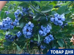 Саженцы голубики с почками 3-х летние от плантации голубики. 