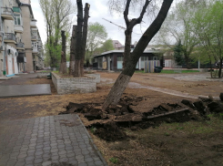 Волгоградцы пожаловались на варварское отношение к деревьям во время реконструкции Комсомольского сада